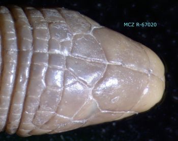 Media type: image; Herpetology R-67020